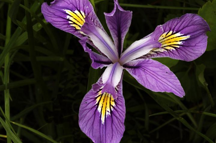 Oregon Iris, Iris tenax.jpg